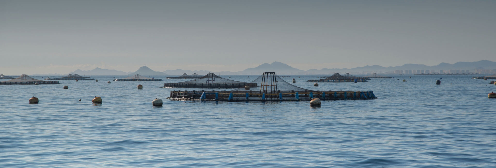 World Maritime University Salmon Aquaculture Study thumbnail